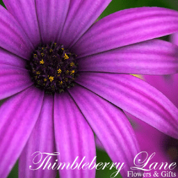 ThimbleberryFG's profile picture. We are a local floral shop based in Whitby specializing in weddings, gifts, funerals, birthdays and so much more!