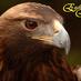 Dr. Ghannam M. (@gsurgery) Twitter profile photo
