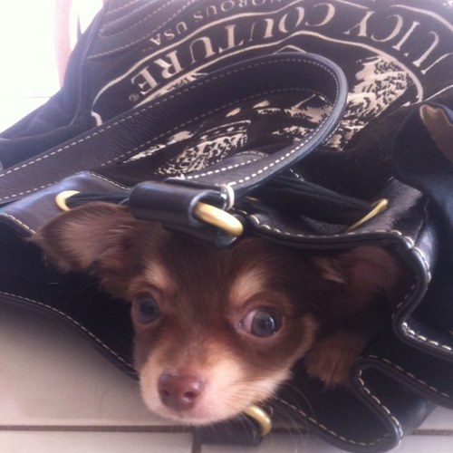 Just a little chihuahua living in the big world. I like long walks and i love my owner @zoelynnae #woofwoof