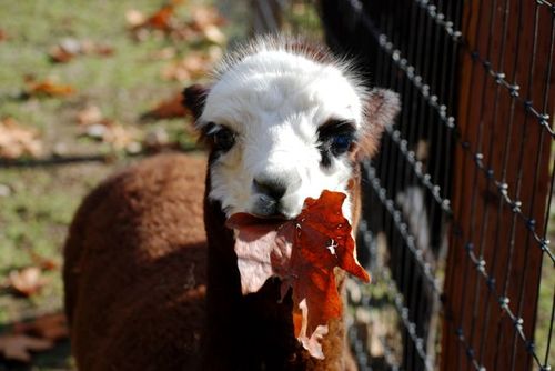 shadoalpacas's profile picture. local alpaca farm, seasonal retail store