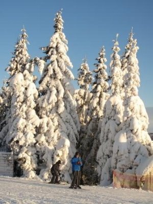 roksoydalen's profile picture. 