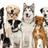 amazingdogs1's profile image