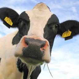 MooMoo_Cow_'s profile picture. Cows go moo. Follow me and you'll get the full dairy experience. Even if you're lactose intolerant.