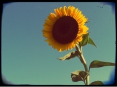 sugio1013's profile picture. 