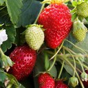 Strawberry Fields (@1956StrawberryF) Twitter
