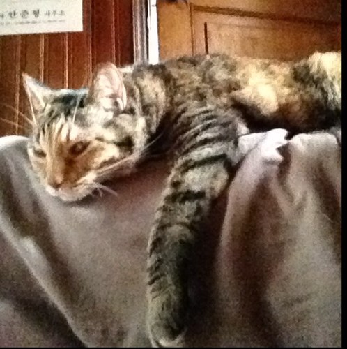 binisle's profile picture. 풀이 눕는다 바람보다도 더 빨리 눕는다 바람보다도 더 빨리 울고 바람보다 먼저 일어난다 날이 흐리고 풀이 눕는다 발목까지 발밑까지 눕는다 바람보다 늦게 누워도 바람보다 먼저 일어나고 바람보다 늦게 울어도 바람보다 먼저 웃는다 날이 흐리고 풀뿌리가 눕는ㄷㅏ