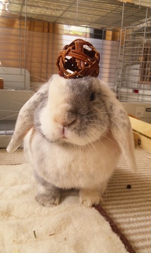 rabioropuo's profile picture. うさ飼い24年で終わりました。今年、推定13歳の猫が旅立ち、月組5羽と2匹になりました。今は2匹の保護猫と暮らしています♪ 皆さんのウサウサ拝見して癒されてます♡Twitter内のパトロールしてます。危険行為などにはコメントします。ウサギが安全で幸せにくらせるように🐰動物虐待・飼育放棄は許しません！