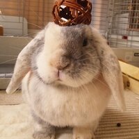 ママン (@rabioropuo) 's Twitter Profile Photo