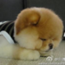 木鱼小呆 (@gongshenghu) Twitter profile photo 木鱼小呆 (@gongshenghu) Twitter profile photo