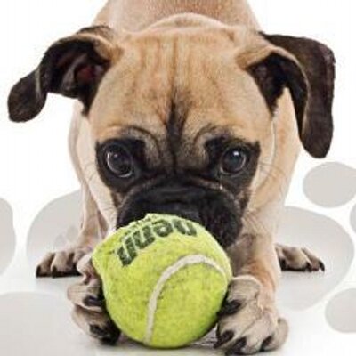 pugs n pals pugs n pals pugsnpals pugs n pals pugs n pals pugsnpals