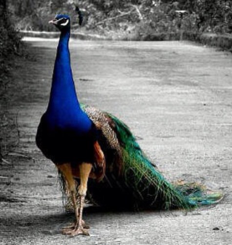 LoliPop0_0's profile picture. .