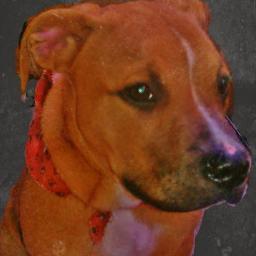 My name is STAR I'm @MercedesStreets Pit 'On Guard Security'. Gotta Get Past Me 1st. Follow My LiL Brother @ThePartyPuppy GRRRRR