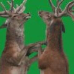 hertenzandvoort's profile picture. Natuurlijke populatie voor damherten in duinen rondom Zandvoort aan Zee. Herten verdienen het niet om AFGESCHOTEN te worden, om niets. WE WILLEN NIET DOOD GAAN!