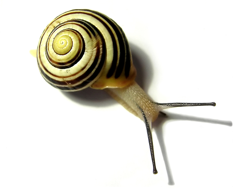 Gautier Gourmaudさんのプロフィール画像