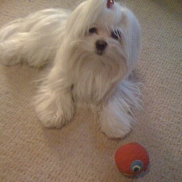 Amypup's profile picture. Service-Pup. Therapy-pup. Hobbies: looking good at all times. Loves:  shparkle