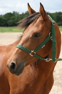 noortje19991's profile picture. jo goed zo suus!!!!
ken je dit plaatje nog???