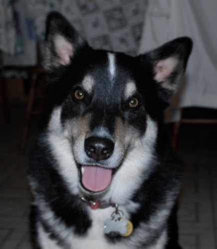 Jungle_Krash's profile picture. Fur Kid mom, wife, FT CNA!