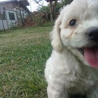 vasile cristian (@justpychy) 's Twitter Profile