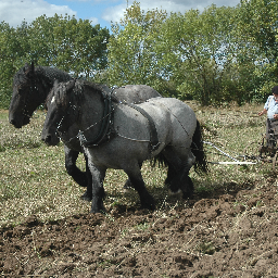 lestraitsbelges's profile picture. 