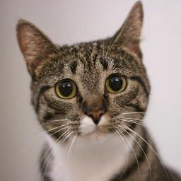 buttercatnaps's profile picture. Unfortunately not as rich as those guys who eat gold and have flying ponies.