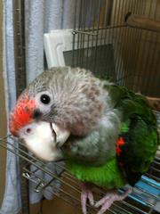 中型大型インコをこよなく愛するオッサンです。インコは大中１１羽飼育中、動物大好きでくだらないことをつぶやきます。ベイスターズやプロボクシング、浜田麻里さん、マンガ、歴史、昭和刑事ドラマ、レトロ海外ドラマ、PCゲームも趣味。おっさんだから昔語り多いです。資産形成に高配当株投資に挑戦中。