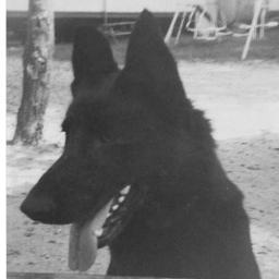 A place for German Shepherd owners to connect and share stories, photos, information and ask questions.