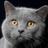 Amber_Cat82's profile image