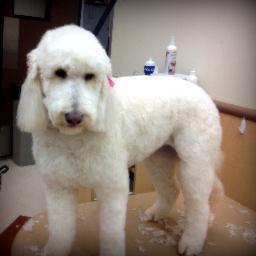 Muttley Crew Dog Grooming Muttley Crew Dog Grooming