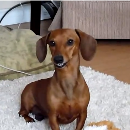 Kalea Smiling Dog Dachshund Car Weiner Wiener Dog Perro Sonrie Funny nasmijana pas Teckel