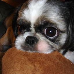 santasansan0825's profile picture. 写真は空に還った愛犬。だいぶ昔に成人。UNICORN/大森南朋/田中芳樹.有栖川有栖.伊坂幸太郎/関俊彦声が特効/「ゼル伝」「FE」「逆裁・逆検」/癒『すがもん』『可愛い嘘のカワウソ』『ハムスターの助六』/そこそこ？にオタク。