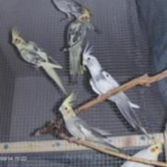 Kostenlose Beratung bei Fragen über Nymphensittiche. http://t.co/F3A6blVNL9