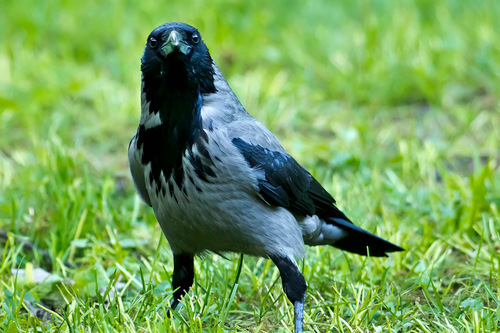 I_Drag's profile picture. 