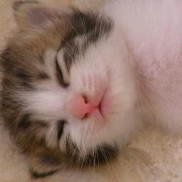 ,,Feed your dreams, Strave your fears,,