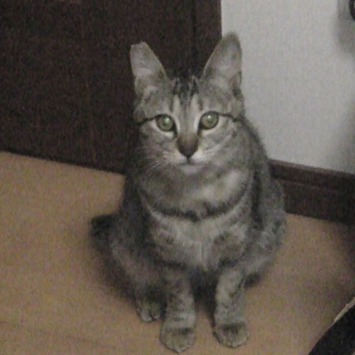 kuma_inumaru Profile Picture