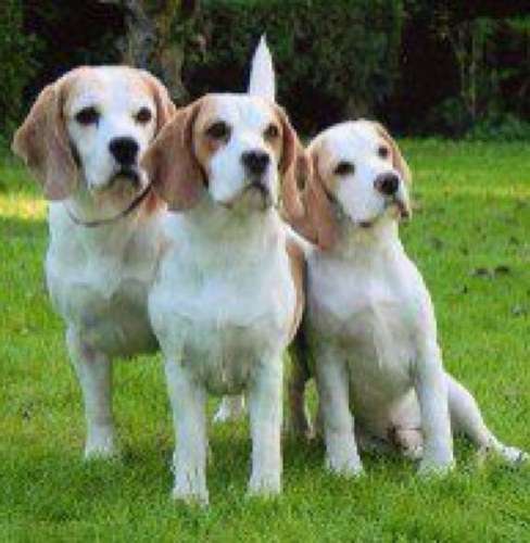Follow for news and updates on the Southern Beagle Club!