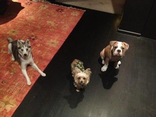 Lila, Happy, Ziggy, Mate, Floyd, && Mary Jane fan account 3