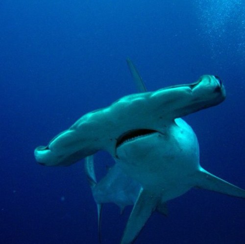 de_glox's profile picture. 