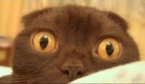 lafattack1's profile picture. I'm awesome! Enough said.