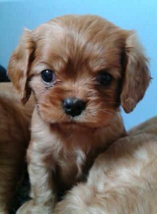 God is Dog spelt backwards, I'm a bit backwards, ergo, I worship the tails that wag!