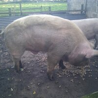 Jeremy Thompson (@revdjembo) 's Twitter Profile