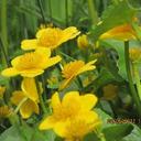 janet hedges - @Privet62 - Twitter