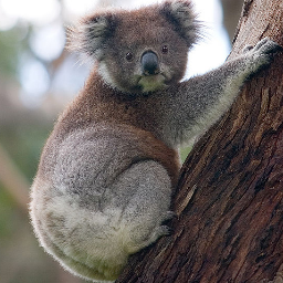 🇦🇺