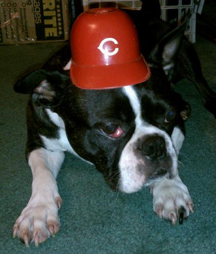DatdogPookins's profile picture. Keep up with my adorable antics here on my page. I love to play ball, and I love to root for the CNE Rockets!
#RocketPride