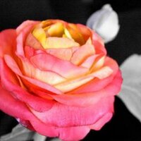 Terry Cuozzo (@senorahappy) 's Twitter Profile