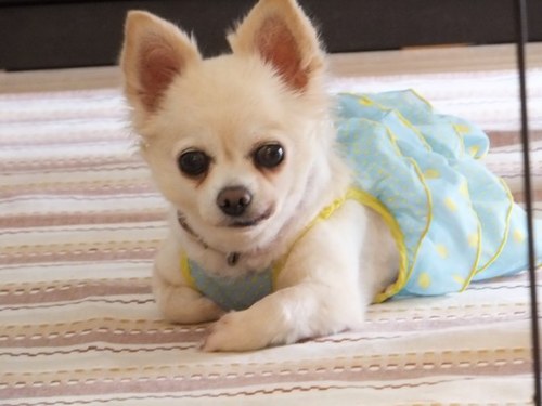 KuPuMoKu's profile picture. 服部緑地公園近くでずっと育ち、大阪市内を経て今は川西と能勢の間くらいに住んでる♪