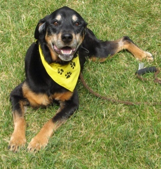 Tribute to my canine son fighting bone cancer but still enjoying life as the tripawd. My sweet boy is now at the Rainbow bridge.Miss him!