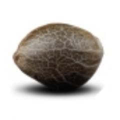 The No.1 Cannabis Seed Comparison Site