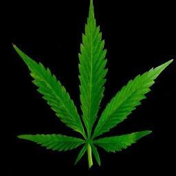 LEGALIZE JÁ! _\|/_