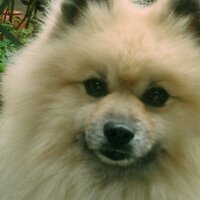 ポッポ (@blue_tree_0404) 's Twitter Profile Photo ポッポ (@blue_tree_0404) 's Twitter Profile Photo