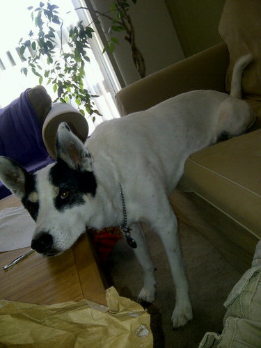 Mckean73's profile picture. #fighton #usc